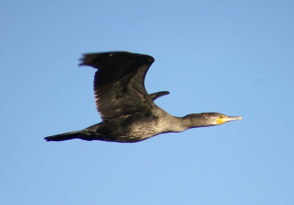 corb marí en vol - cormoran en vuelo - great cormorant in flight by ferran pestaña is licensed under CC BY-SA 2.0.